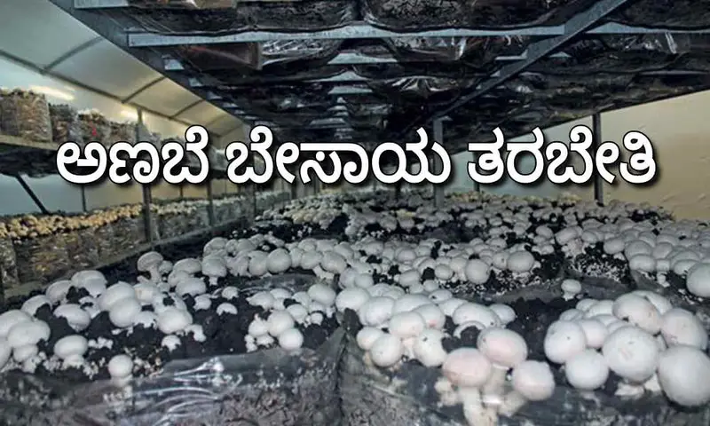 ಅಣಬೆ ಬೇಸಾಯ ಉಚಿತ ತರಬೇತಿಗೆ ಅರ್ಜಿ ಆಹ್ವಾನ