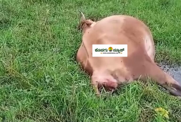 ಬಿರುನಾಣಿಯಲ್ಲಿ ಹುಲಿ ದಾಳಿಗೆ ಹಸು ಬಲಿ