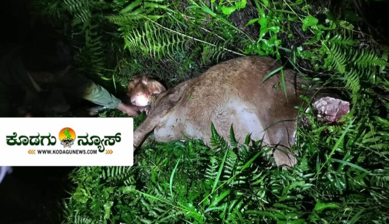 ಕೊಡಗಿನ ಮೈತಾಡಿಯಲ್ಲಿ ಹುಲಿ ದಾಳಿ: ಹಸು ಬಲಿ